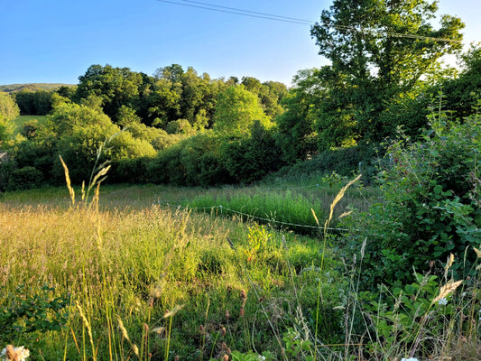 A sunny willow field