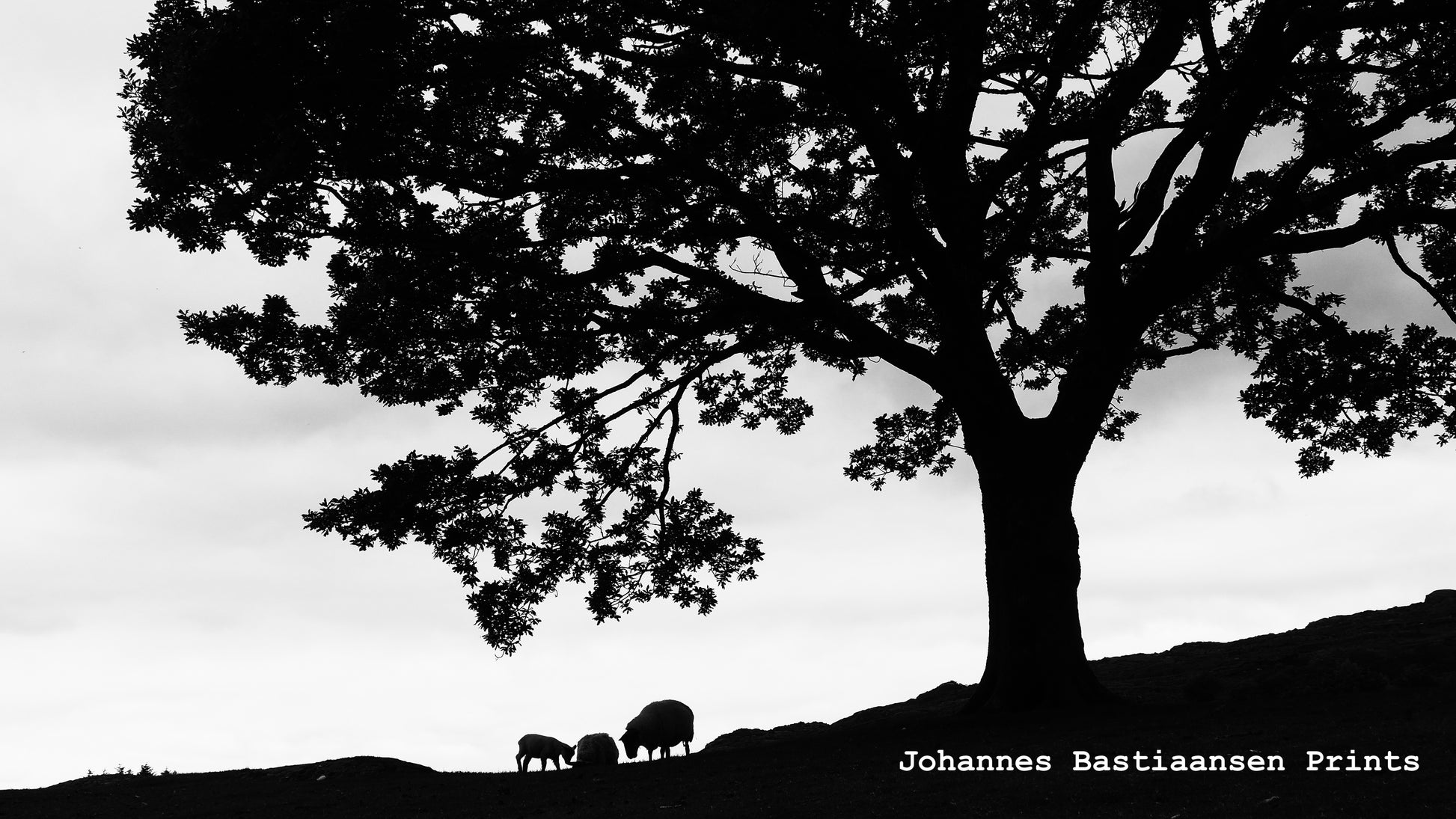 Sheep under a large tree silhouette