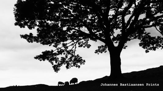 Sheep under a large tree silhouette
