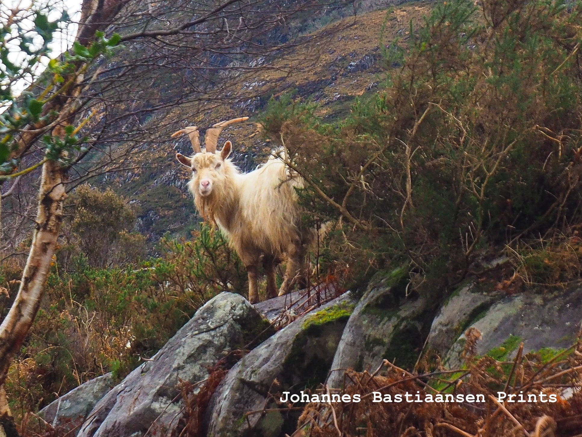 Curious looking mountain goat 