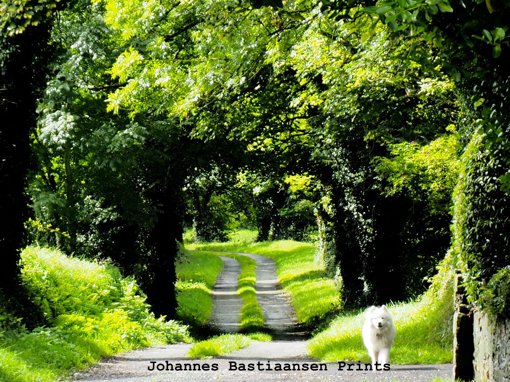 Fluffy white dog running down green grassy lane